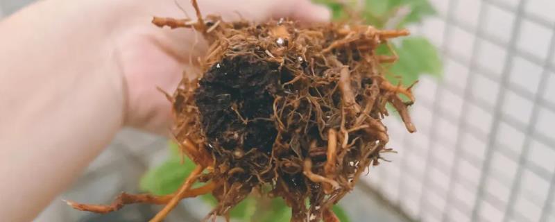 三角梅烂根的原因