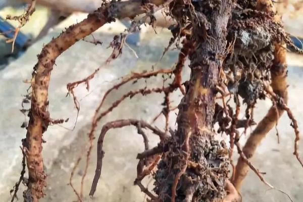 三角梅烂根的原因，大多数都是浇水太多导致的