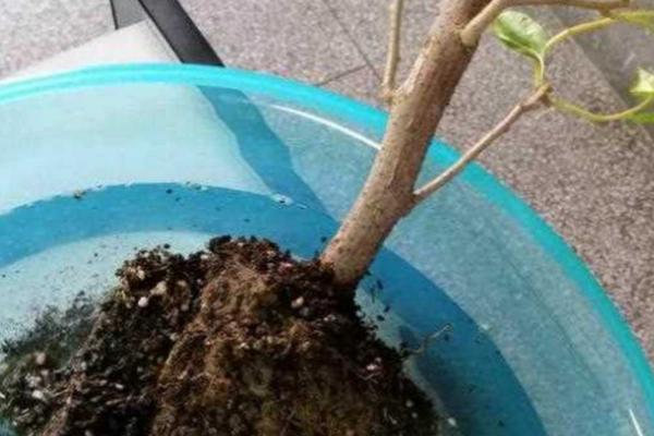 三角梅烂根的原因，大多数都是浇水太多导致的