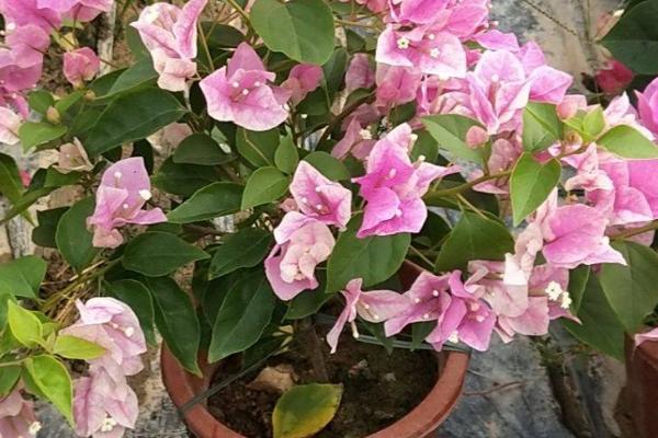 三角梅烂根的原因，大多数都是浇水太多导致的