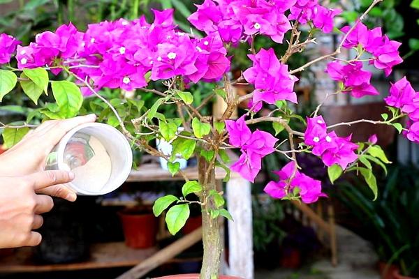 三角梅烂根的原因，大多数都是浇水太多导致的