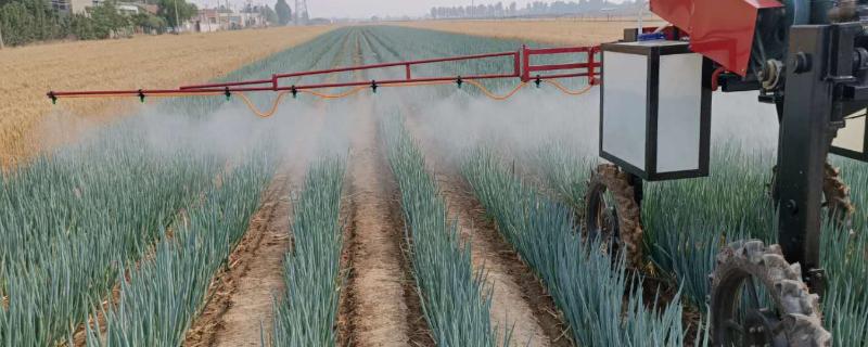 蜡质蔬菜的防虫技巧