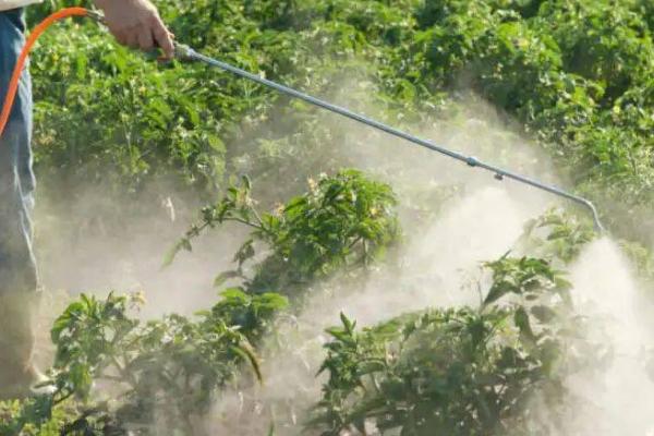 蜡质蔬菜的防虫技巧，喷药时应在药液中加入少许附着剂