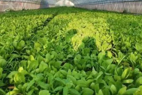 蜡质蔬菜的防虫技巧，喷药时应在药液中加入少许附着剂