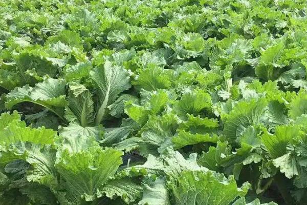 蜡质蔬菜的防虫技巧，喷药时应在药液中加入少许附着剂