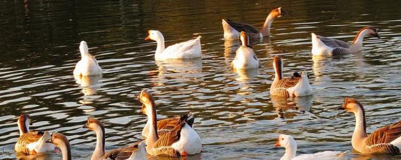 鹅的寿命一般多少年