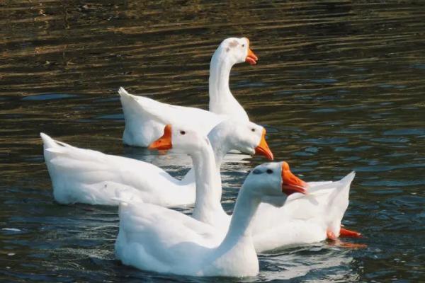 鹅的寿命一般多少年，甚至可达50年左右