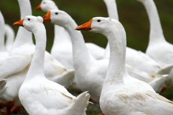 鹅的寿命一般多少年，甚至可达50年左右