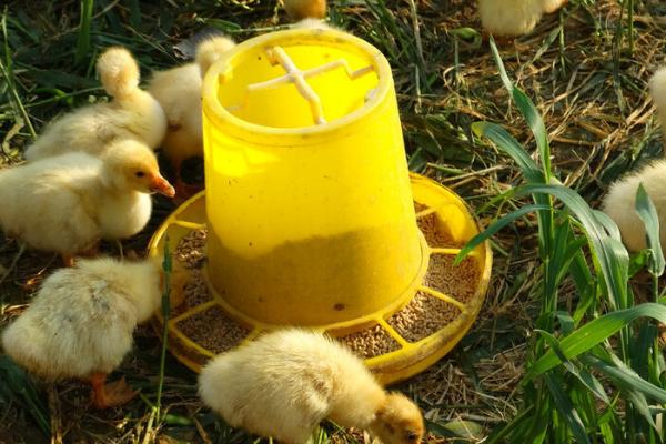 鹅的寿命一般多少年，甚至可达50年左右