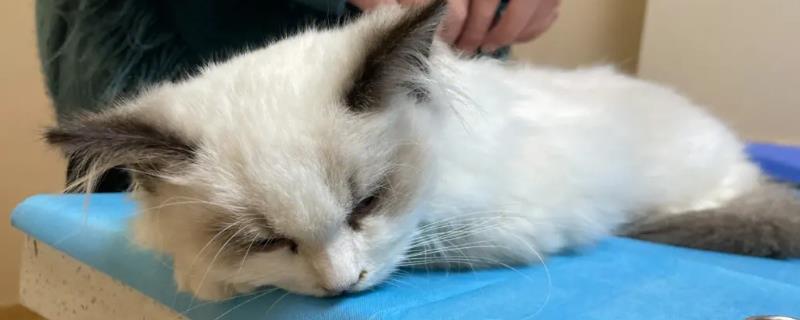 怎么治疗猫瘟