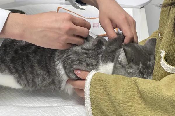 怎么治疗猫瘟，要注意给病猫做好保暖措施