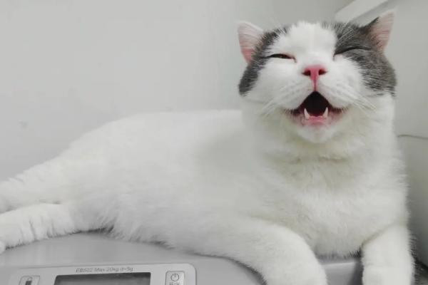 怎么治疗猫瘟，要注意给病猫做好保暖措施