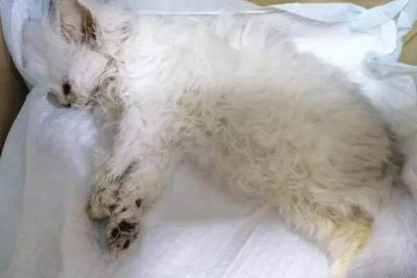 怎么治疗猫瘟，要注意给病猫做好保暖措施