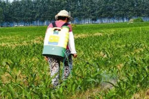 噻吩磺隆的使用范围，适用于小麦、大麦、玉米等禾谷类作物田