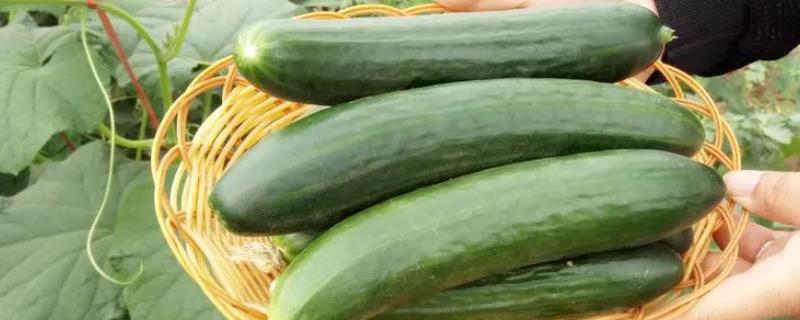 水果黄瓜和普通黄瓜的区别