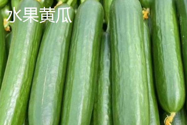 水果黄瓜和普通黄瓜的区别，外形和口感均不同