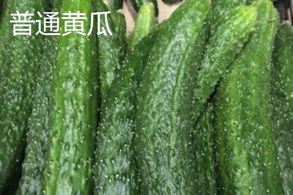 水果黄瓜和普通黄瓜的区别，外形和口感均不同