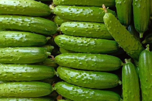 水果黄瓜和普通黄瓜的区别，外形和口感均不同