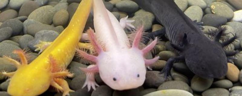 六角龙鱼养殖注意事项