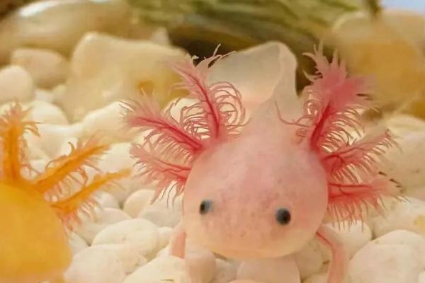 六角龙鱼养殖注意事项，首先保证养殖空间充足