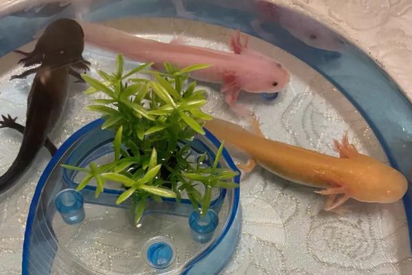 六角龙鱼养殖注意事项，首先保证养殖空间充足