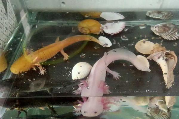 六角龙鱼养殖注意事项，首先保证养殖空间充足