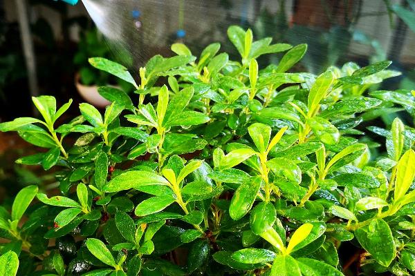 花卉如何施肥，家庭养花不宜常用化肥