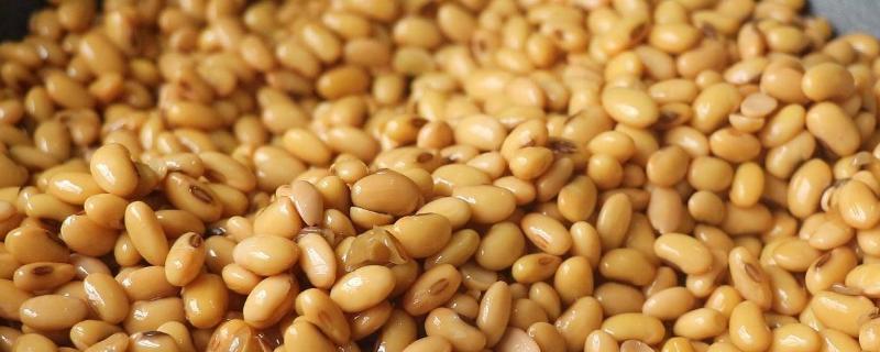 大豆怎样发酵做有机肥