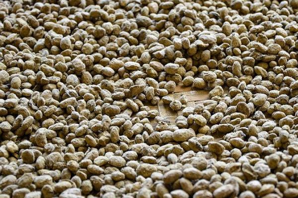 大豆怎样发酵做有机肥，首先要进行浸泡处理