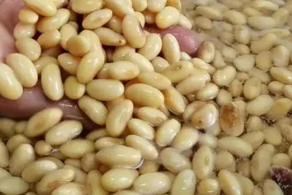 大豆怎样发酵做有机肥，首先要进行浸泡处理