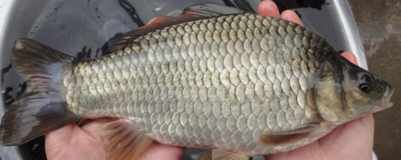 鲫鱼的种类
