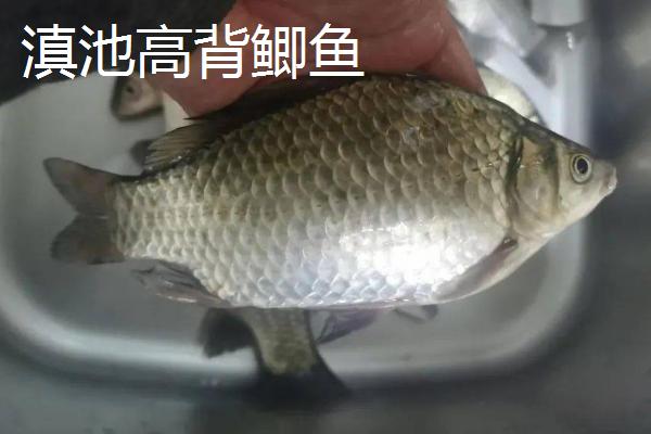 鲫鱼的种类，品种众多各有特点
