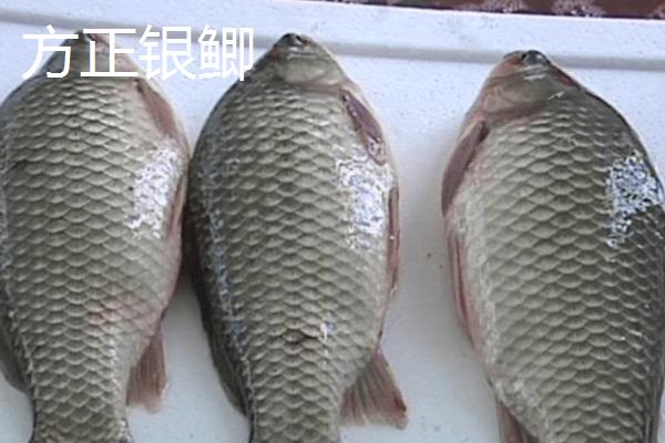 鲫鱼的种类，品种众多各有特点