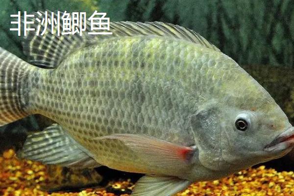 鲫鱼的种类，品种众多各有特点