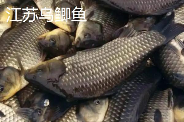 鲫鱼的种类，品种众多各有特点