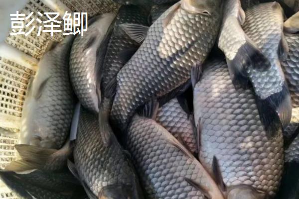 鲫鱼的种类，品种众多各有特点