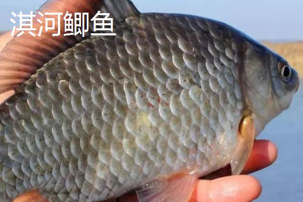 鲫鱼的种类，品种众多各有特点