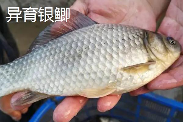鲫鱼的种类，品种众多各有特点