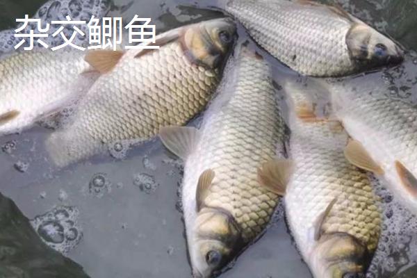 鲫鱼的种类，品种众多各有特点
