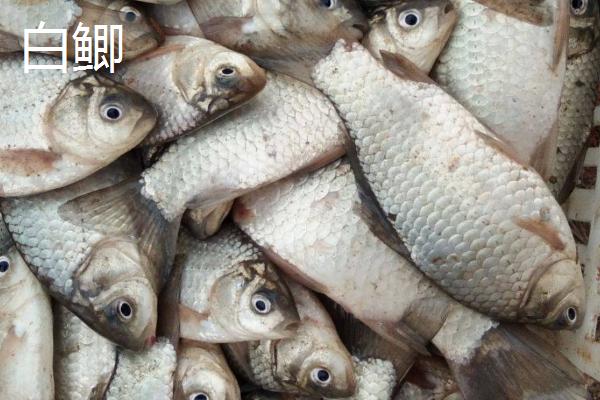 鲫鱼的种类，品种众多各有特点