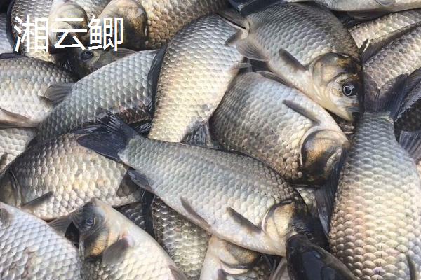 鲫鱼的种类，品种众多各有特点