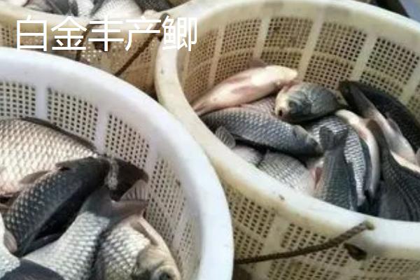 鲫鱼的种类，品种众多各有特点