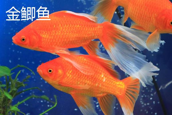 鲫鱼的种类，品种众多各有特点