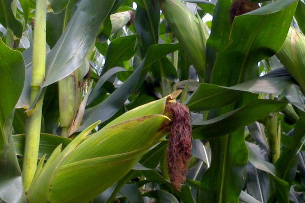 桂单0819玉米品种的特性,土壤肥力低