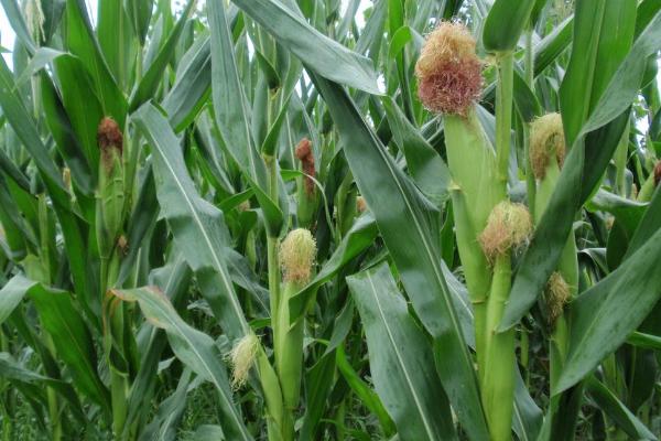 桂单0819玉米品种的特性,土壤肥力低