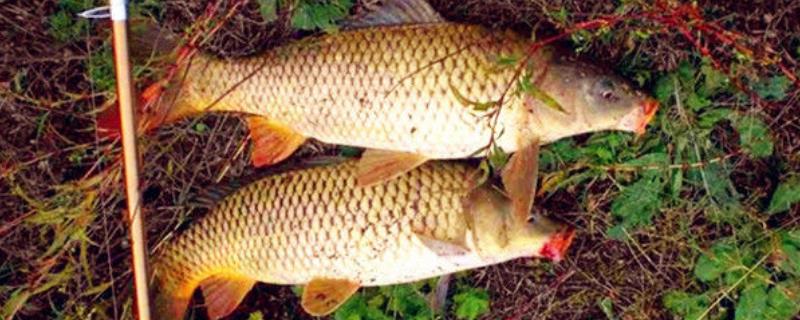 鲤鱼夏季喜欢吃哪种饵料