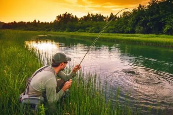 鲤鱼夏季喜欢吃哪种饵料，对带有香甜味的谷物更感兴趣