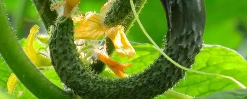 黄瓜弯曲怎么办