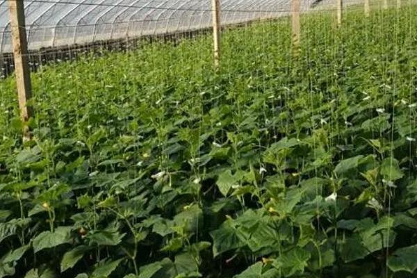 黄瓜弯曲怎么办，用石块坠住底部可使瓜条伸直