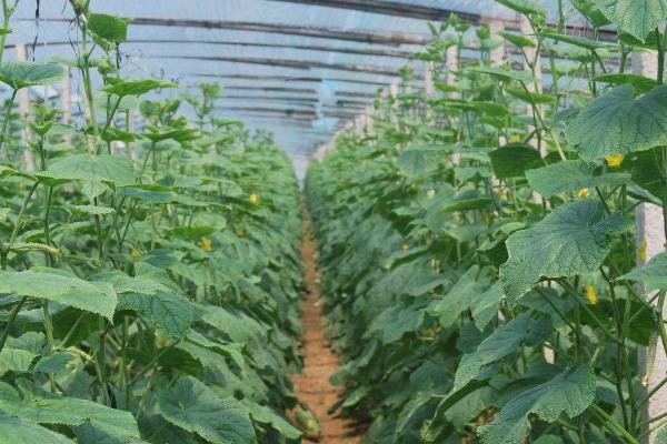 黄瓜弯曲怎么办，用石块坠住底部可使瓜条伸直